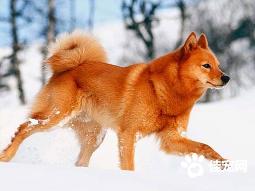 芬兰狐狸犬