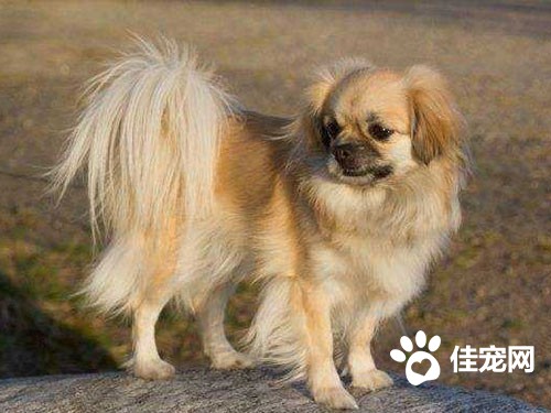 西藏猎犬